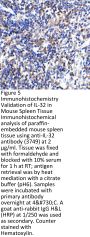 IL-32 Antibody