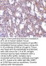 IL-32 Antibody