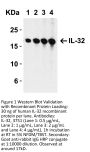 IL-32 Antibody