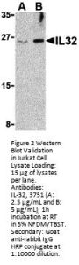 IL-32 Antibody