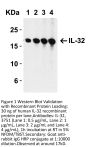 IL-32 Antibody
