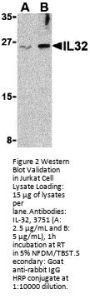 IL-32 Antibody