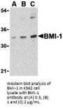 BMI-1 Antibody