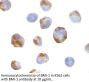 BMI-1 Antibody
