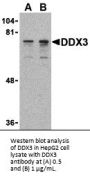DDX3 Antibody