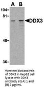 DDX3 Antibody