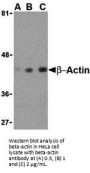 Beta-actin Antibody