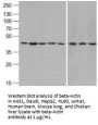 beta-Actin Antibody
