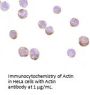 beta-Actin Antibody