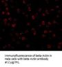 beta-Actin Antibody
