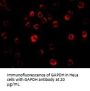 GAPDH Antibody