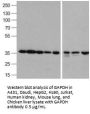 GAPDH Antibody