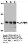 GAPDH Antibody