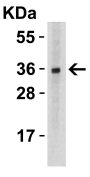 TWEAK Antibody