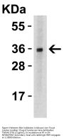 TWEAK Antibody