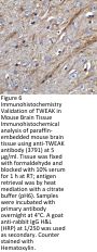 TWEAK Antibody