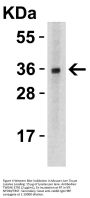 TWEAK Antibody