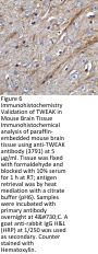 TWEAK Antibody