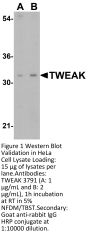 TWEAK Antibody