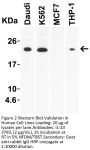 IL-23 Antibody