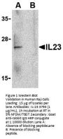 IL-23 Antibody