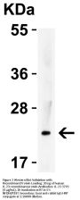 IL-23 Antibody