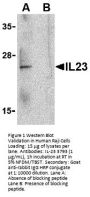 IL-23 Antibody