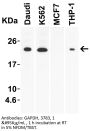 IL-23 Antibody