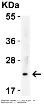 IL-23 Antibody