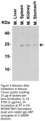 IL-23 Antibody