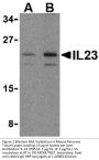 IL-23 Antibody