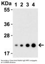 IL-23 Antibody