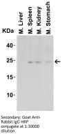 IL-23 Antibody