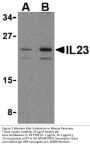 IL-23 Antibody