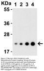 IL-23 Antibody