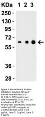 IL-27 Antibody
