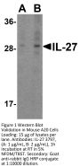 IL-27 Antibody