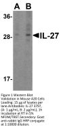IL-27 Antibody