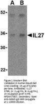 IL-27 Antibody