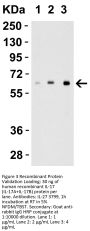 IL-27 Antibody