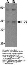 IL-27 Antibody