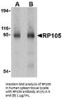 RP105 Antibody