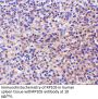 RP105 Antibody