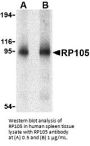 RP105 Antibody