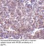 RP105 Antibody