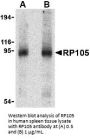 RP105 Antibody