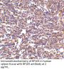 RP105 Antibody