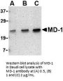 MD-1 Antibody