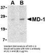 MD-1 Antibody