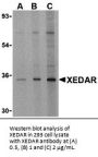 XEDAR Antibody